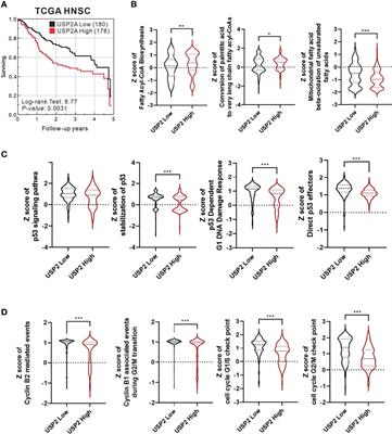 The Inhibitory Effects of 6-Thioguanine and 6-Mercaptopurine on the USP2a Target Fatty Acid Synthase in Human Submaxillary Carcinoma Cells